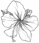 Hibiscus Flower Coloring Books To Print Flower drawing, Pict
