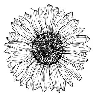 Clipart Sunflower Drawing Black And White - julkacom