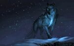 Download 2560x1600 Wolf, Majestic, Snow, Winter, Stars Wallp