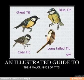 Great Tit a Tit AN ILLUSTRATED GUIDE TO THE 4 MAJOR KINDS OF