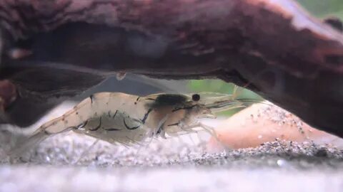 Whisker Shrimp - YouTube