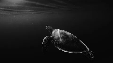 Скачать 1920x1080 черепаха, под водой, плавать, глубина, чб 