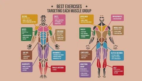 Best Exercises Targeting Each Muscle Group Fitness Workouts 