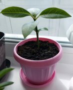 Фото из отзыва пользователя