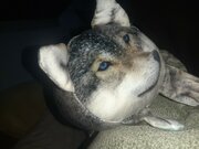 Фото из отзыва пользователя