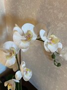 Фото из отзыва пользователя