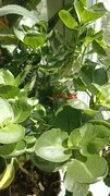 Фото из отзыва пользователя