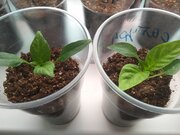 Фото из отзыва пользователя