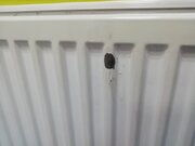 Фото из отзыва пользователя