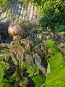 Фото из отзыва пользователя