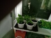 Фото из отзыва пользователя