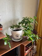 Фото из отзыва пользователя