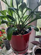 Фото из отзыва пользователя