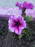 Фото из отзыва пользователя