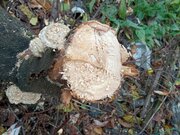 Фото из отзыва пользователя