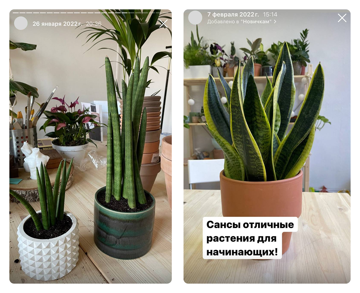 Сторис про растения