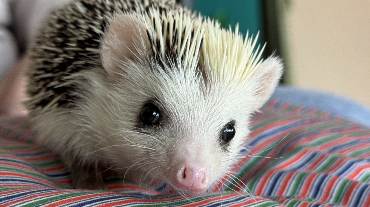 

Билеты на Ёжик Пых (Счастливы с детства)