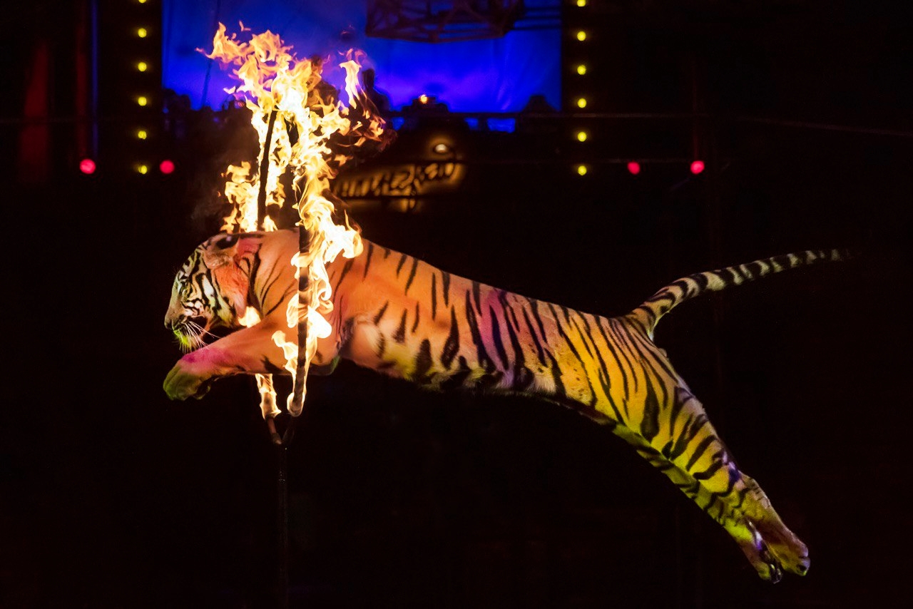 

Билеты на Новогодняя Феерия (Дворец зрелищ и спорта)