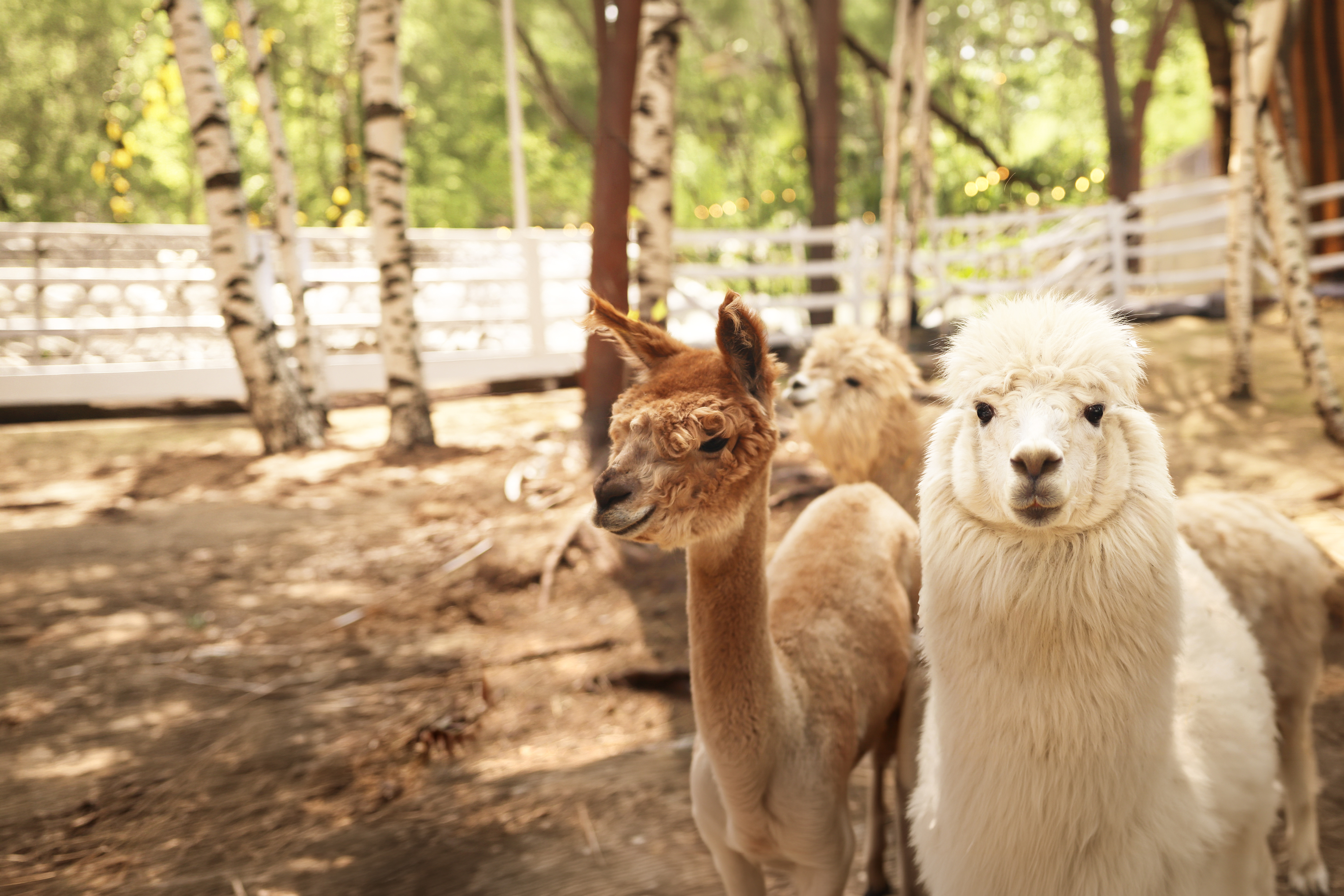 

Билеты на Парк альпак «Симба» (Парк альпак «Симба» (Мистолово))