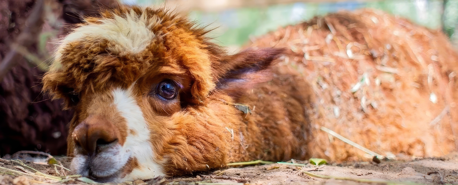 Билеты в Парк альпак «Пача мама»