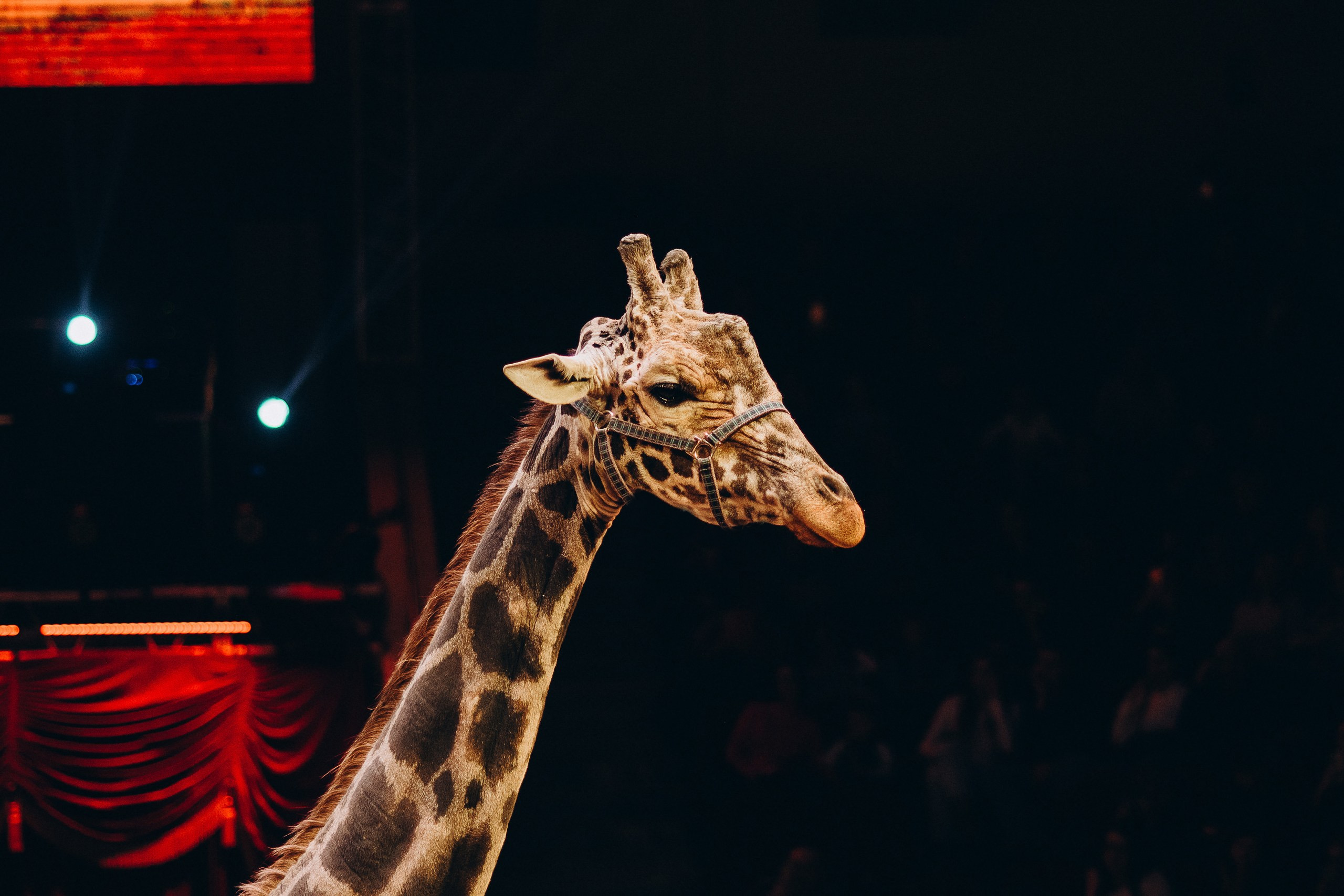 

Билеты на Жираф шоу (Цирк им. Олега Попова)