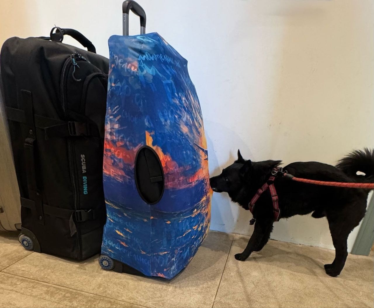 

Билеты на Собака на таможне (Музей собаки)