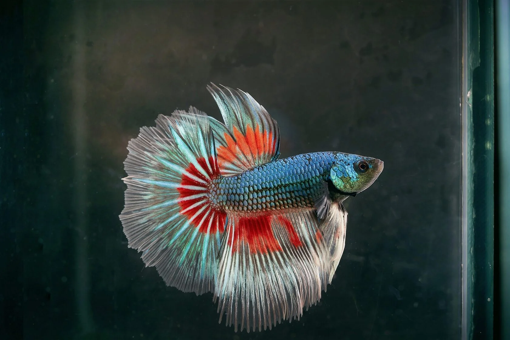 

Билеты на Зоошоу. Весна (Экспофорум)