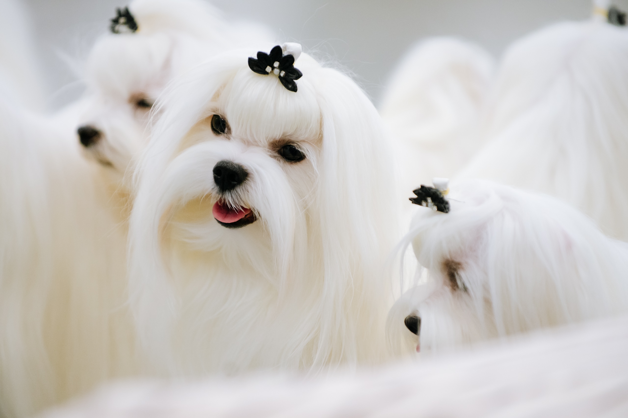 

Билеты на Город собак + Мир кошек (Design District DAA)