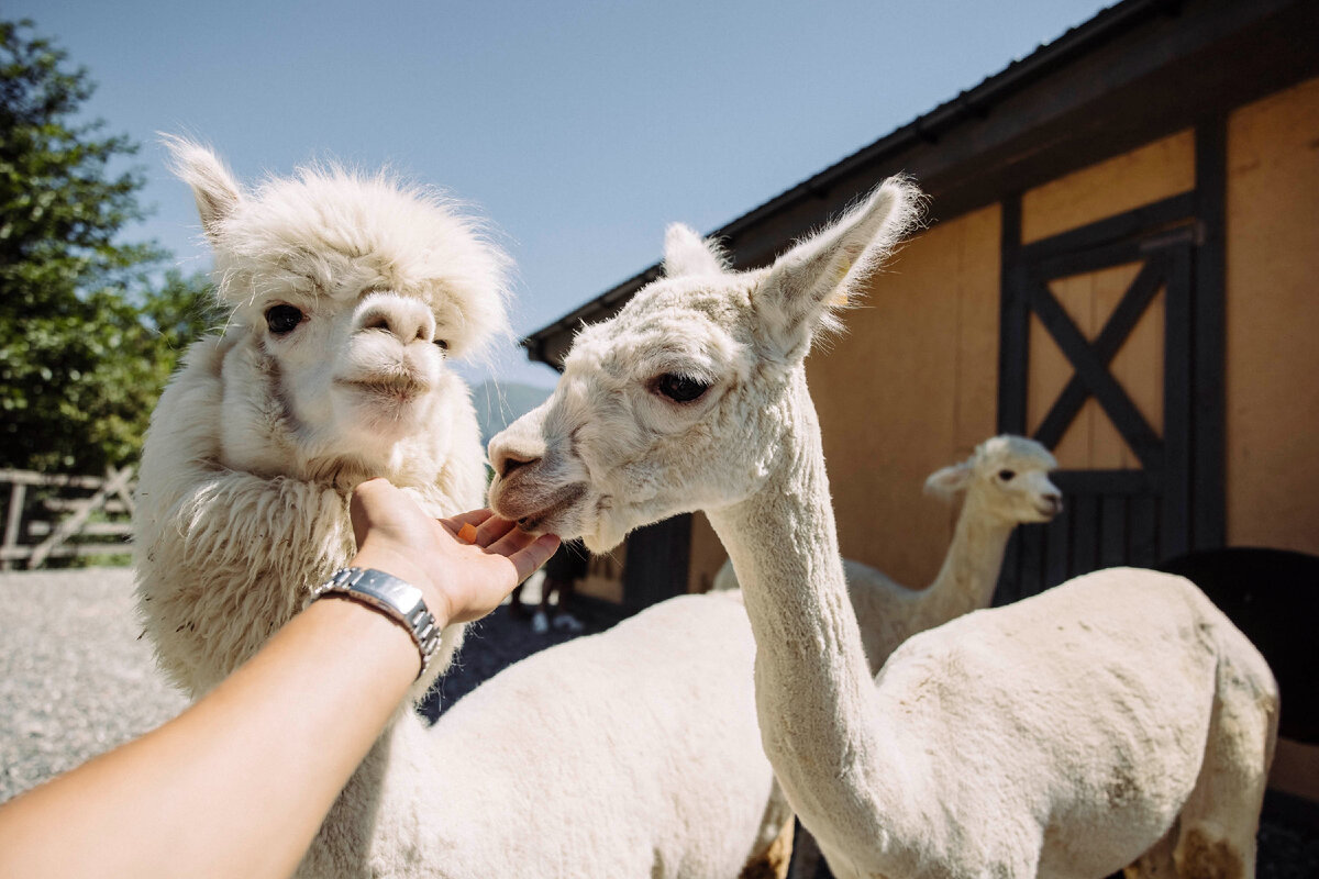 

Билеты на Роза Хутор, Олимпийская деревня и шоу фонтанов (с билетами) ((с билетами) роза хутор: олимпийская деревня и шоу поющих фонтанов)