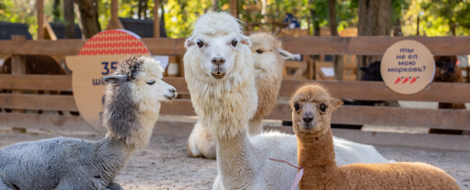 Билеты в Парк альпак <br />«Пача мама»