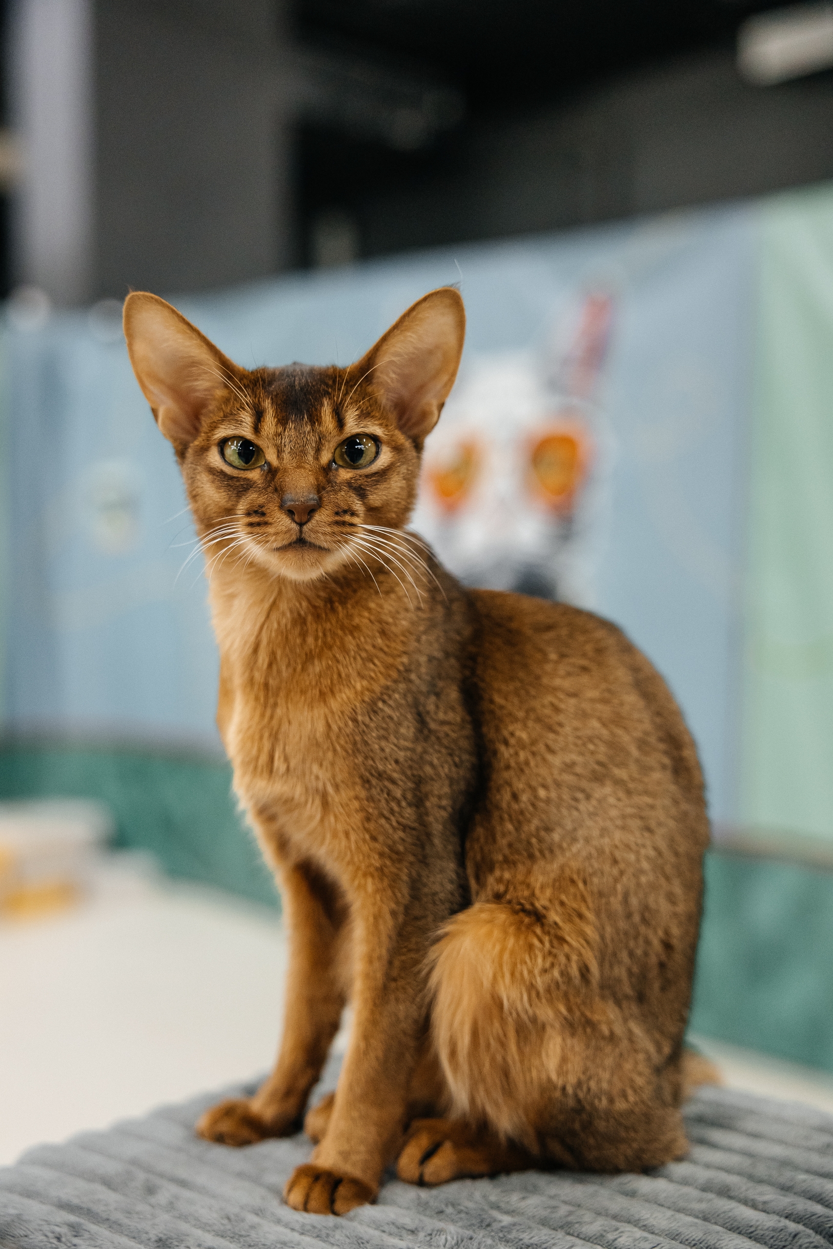 

Билеты на Мурфест (ТРЦ «Радуга»)