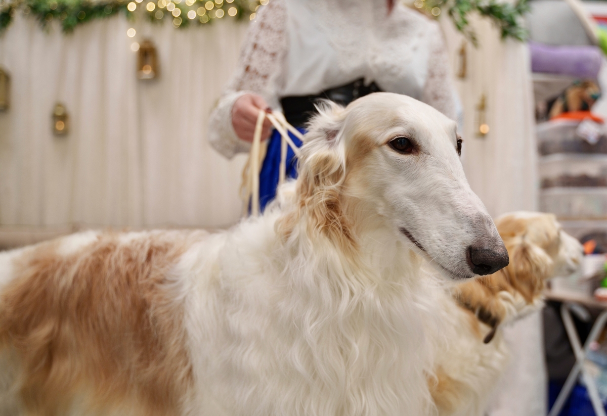 

Билеты на Гав-гав шоу (Пермь Экспо)