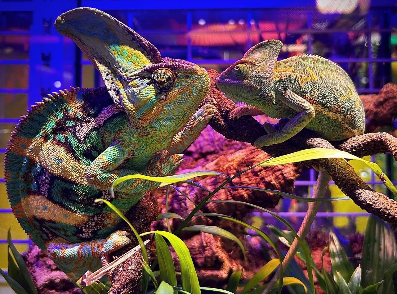 

Билеты на Ночная экскурсия в экзотическом зооцентре «Пантерик» (Panteric)