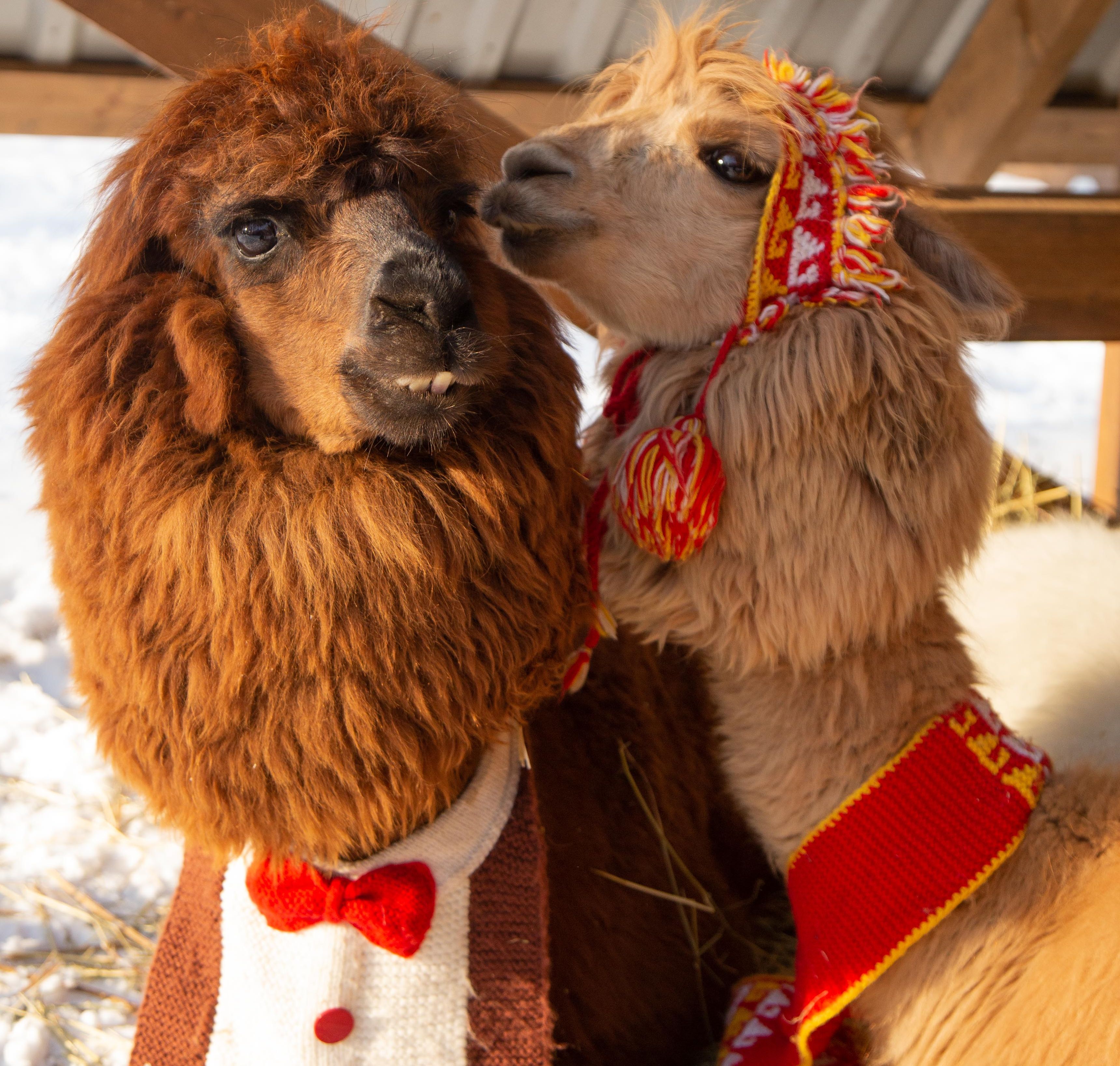 

Билеты на Пушистая Масленица (Парк альпак «Пача мама»)