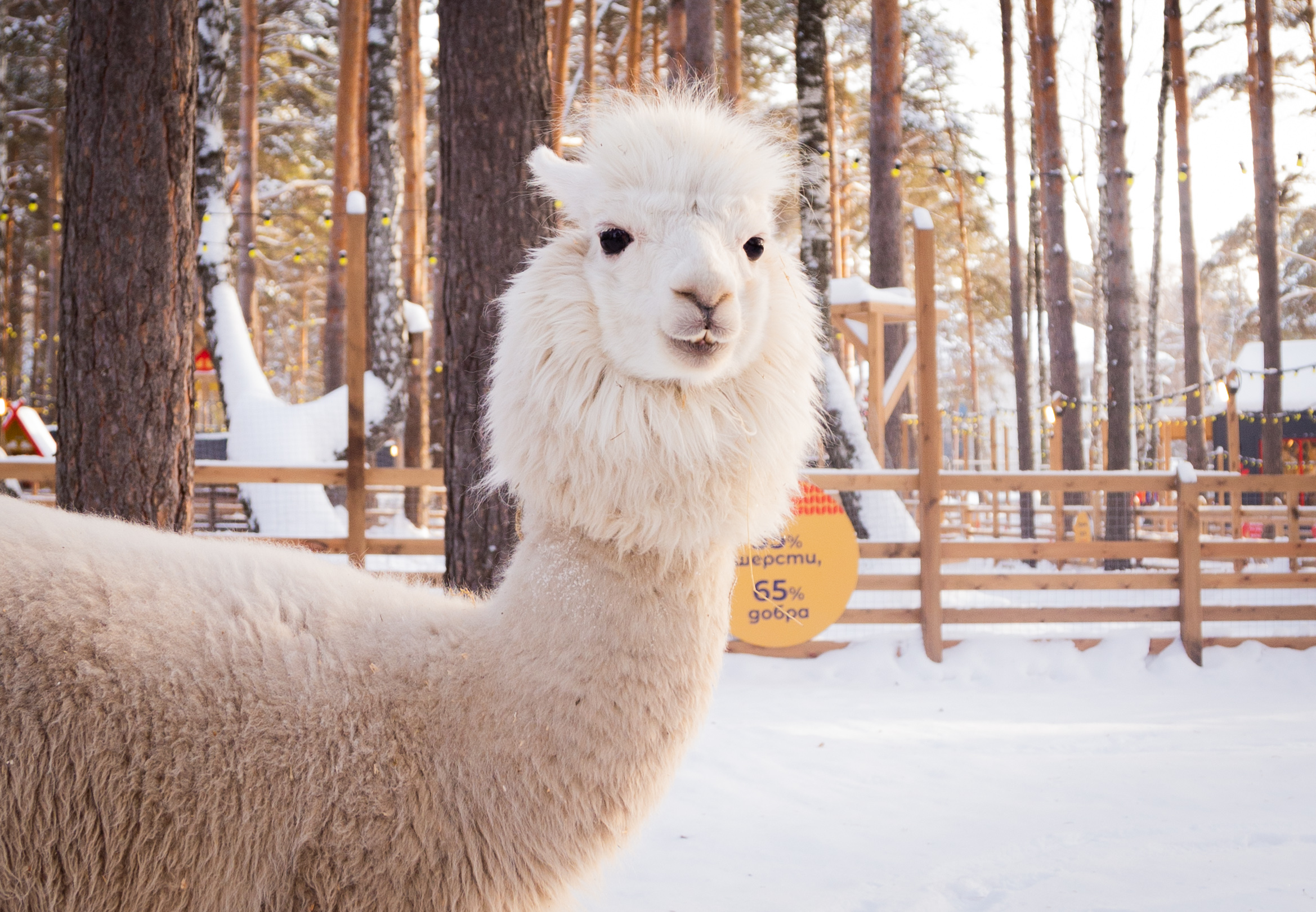 

Билеты на Пушистая масленица (Парк альпак «Пача мама» (Верхний Бор))