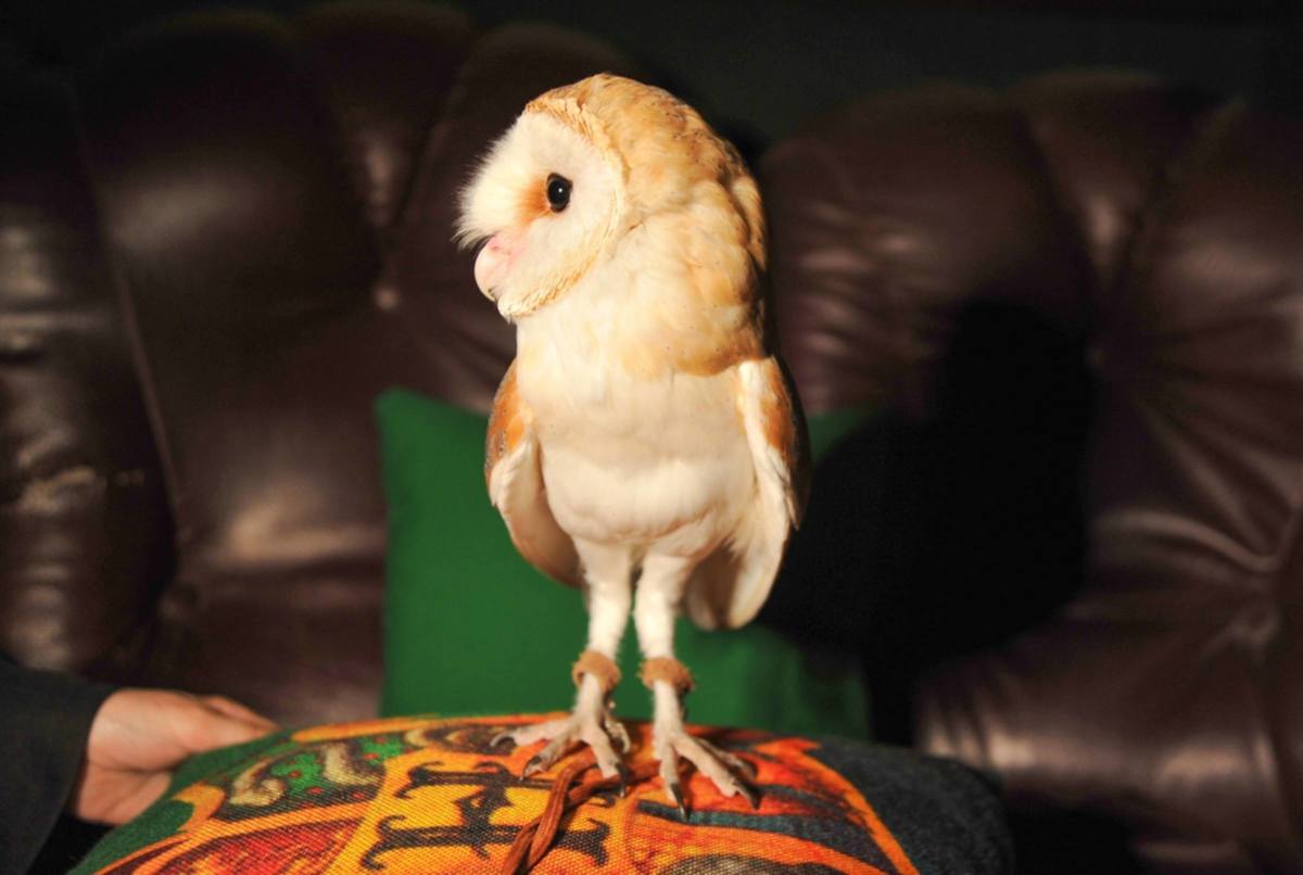 

Билеты на Гарри: знакомство с магией (Дом Гарри на Каланчёвской)