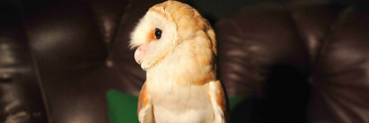 Гарри: знакомство с магией