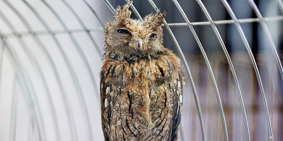 Экскурсия в орнитарий