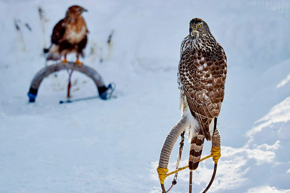 Орнитарий парка «Сокольники»