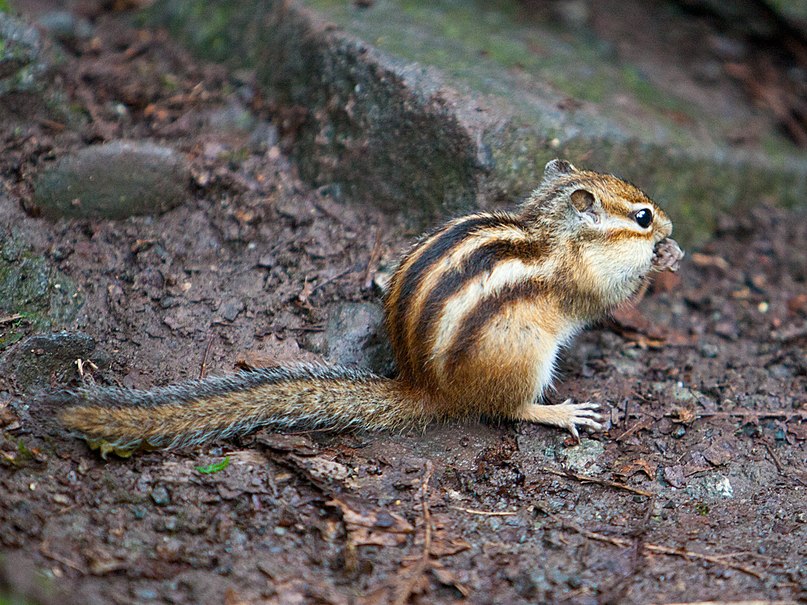 

Билеты на Ленинградский зоопарк (Зоопарк)