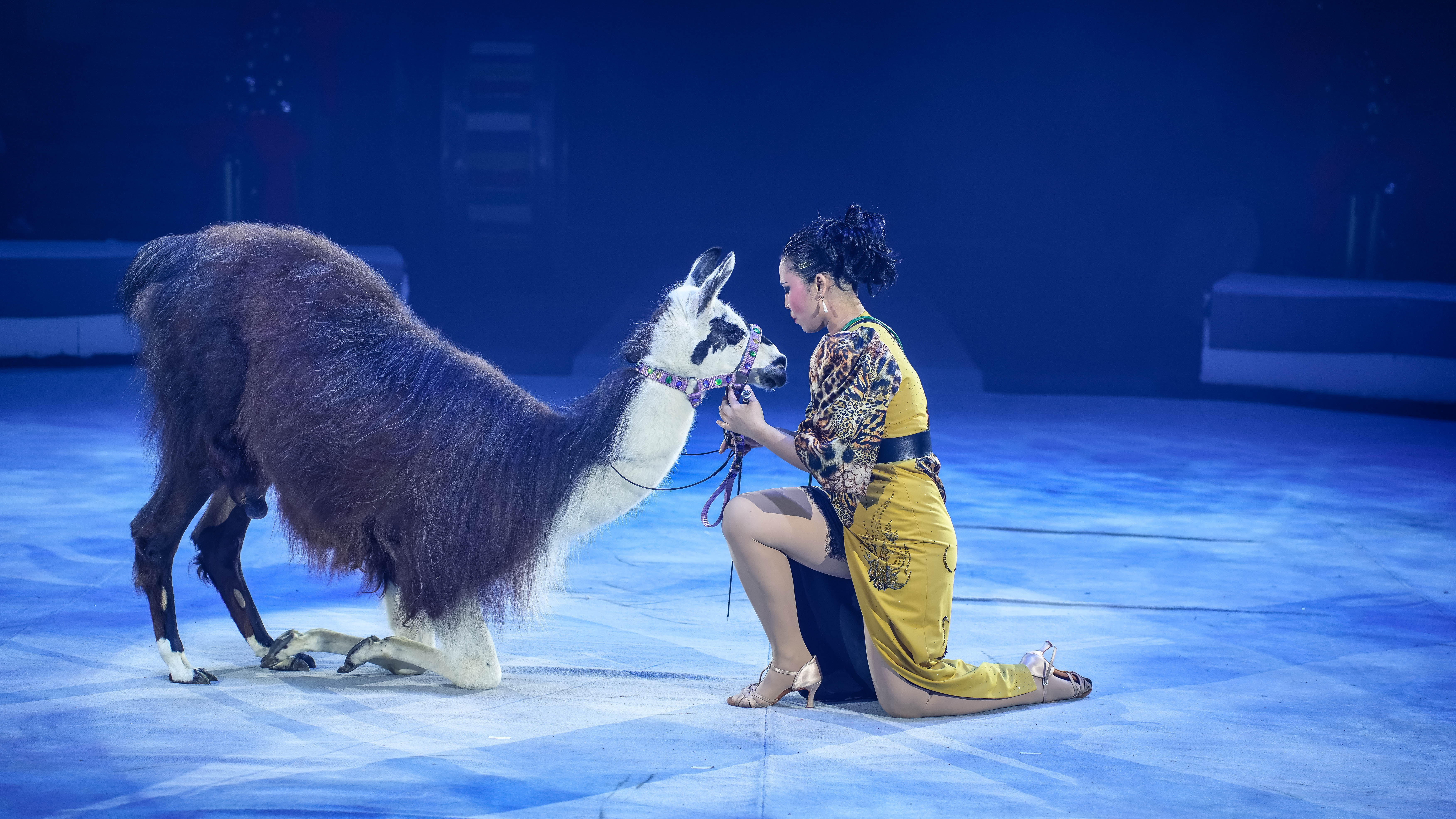 

Билеты на Дикий карнавал (Цирк-шапито «Орион»)