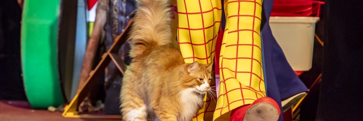 Лебединое озеро, или Как прынц невесту искал, а коты ему помогали