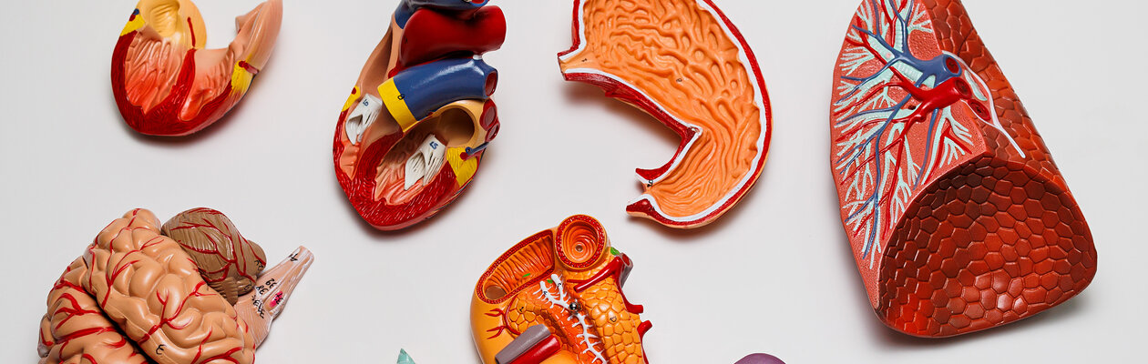 Как устроен человек?