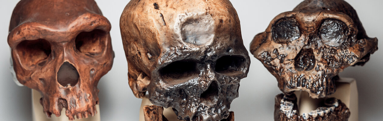 По следам человека