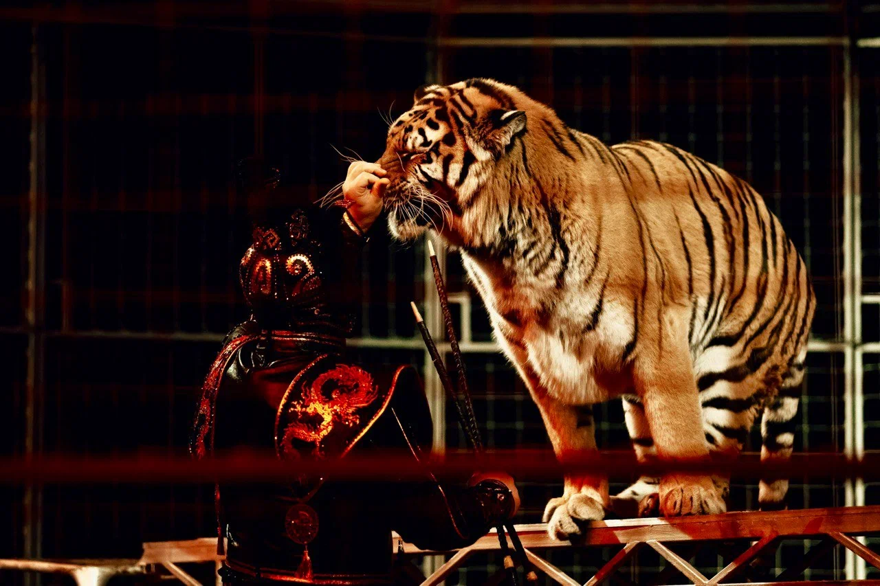 

Билеты на Шоу бенгальских тигров (Цирк в Автово)