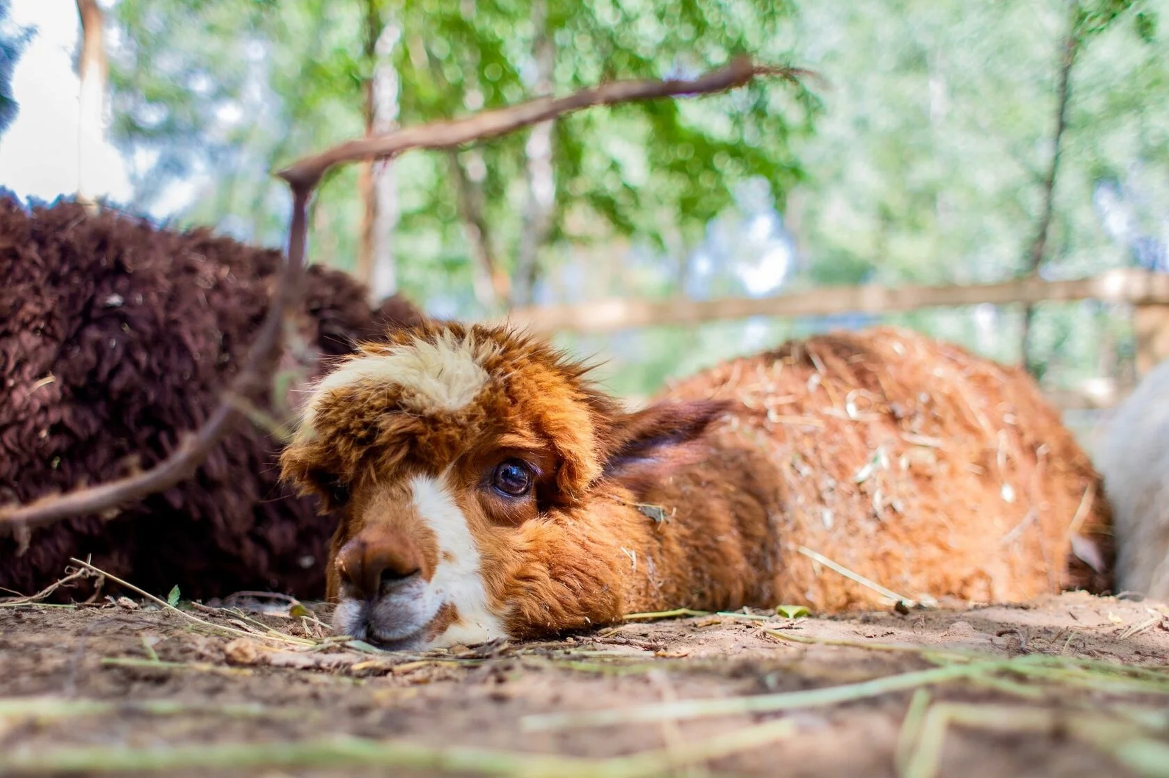 

Билеты на Экскурсия в будни в парк альпак «Пача мама» (Парк альпак «Пача мама» (Нижние Вязовые))