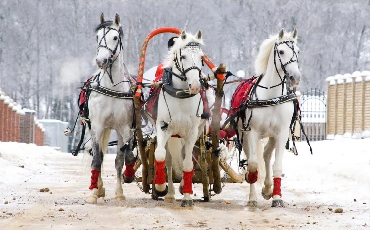 

Билеты на Ёлка в цирке (Цирк «Белиссимо»)