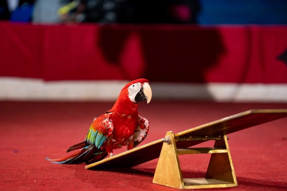 Ёлка в цирке-шапито