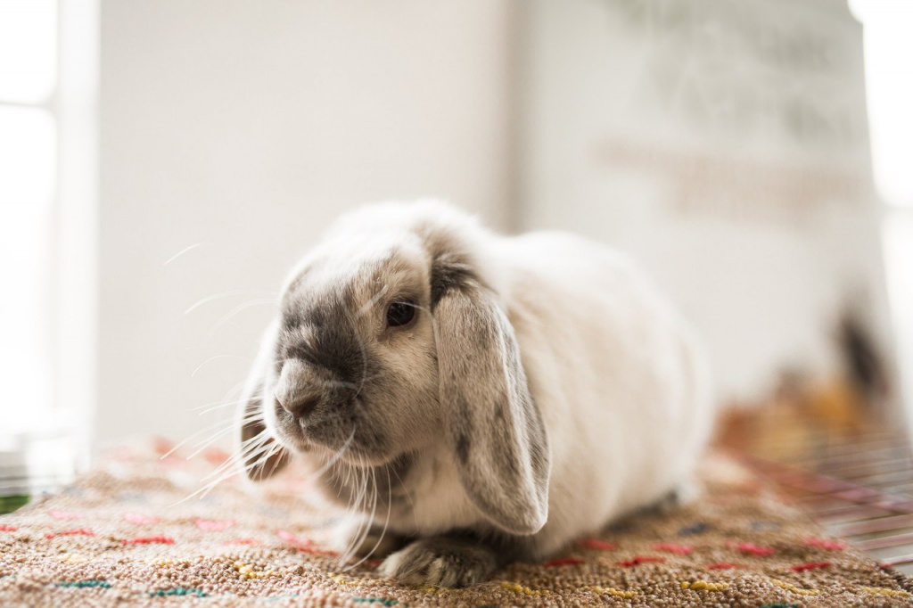 

Билеты на Фестиваль кроликов (Лофт Проект Этажи)