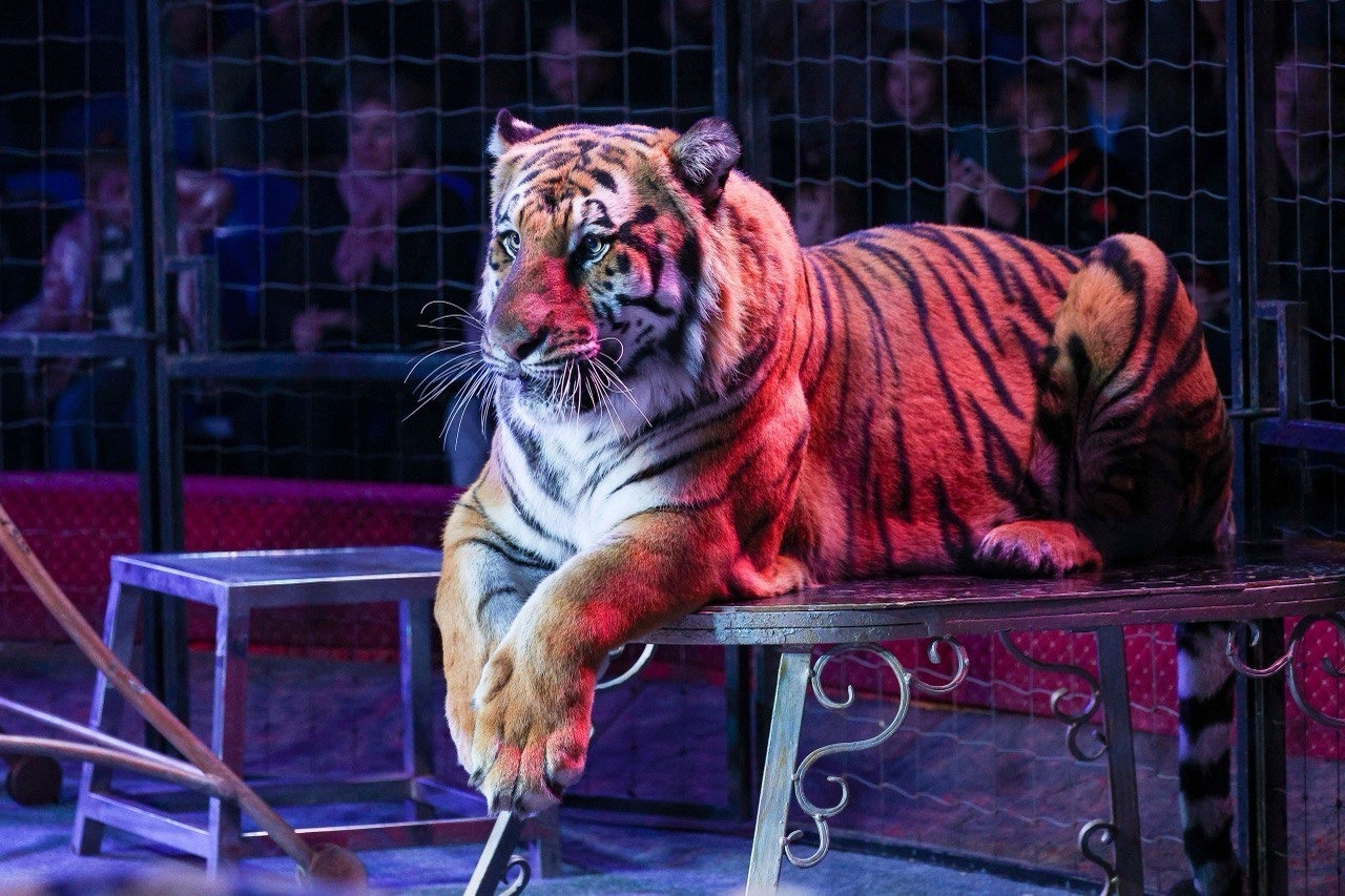 

Билеты на Цирк Vivat. На грани экстрима (Цирк-шапито Vivat)